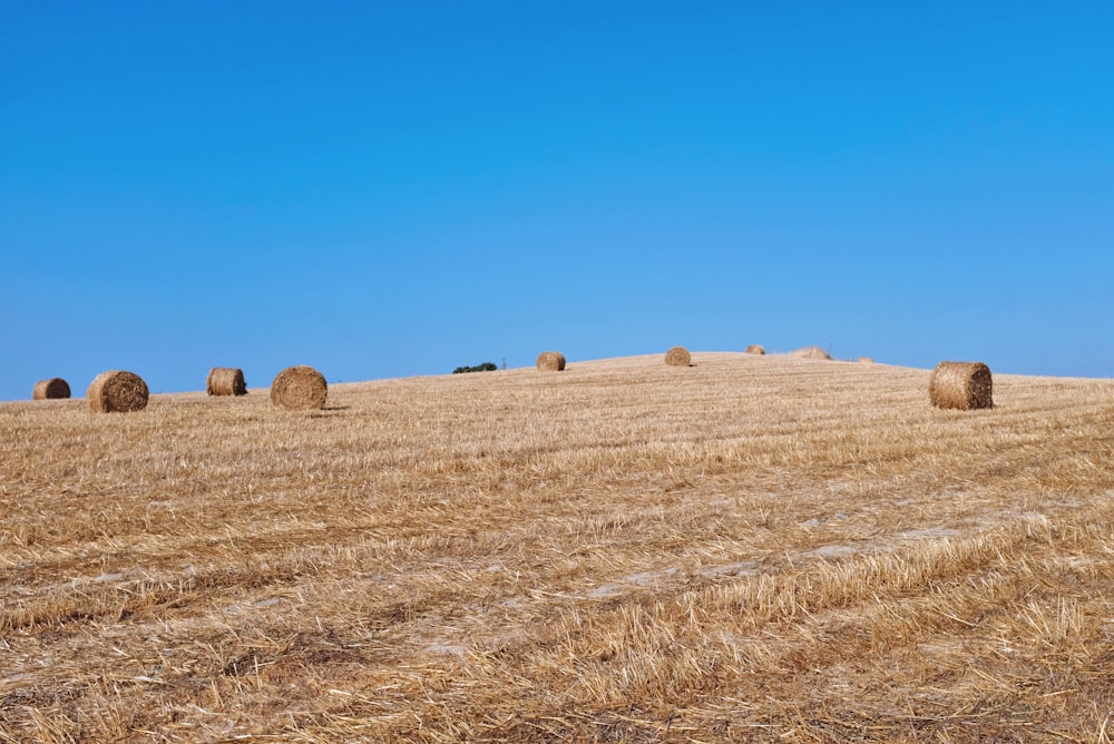 brown hays on brown field under blue sky during daytime