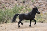 A black pony with a blue halter trots energetically across a dry, rocky landscape. The pony's mane flows freely in the air, showcasing movement and vitality. Sparse green shrubs and a blurred earthy background suggest a natural outdoor setting.