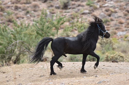 A black pony with a blue halter trots energetically across a dry, rocky landscape. The pony's mane flows freely in the air, showcasing movement and vitality. Sparse green shrubs and a blurred earthy background suggest a natural outdoor setting.