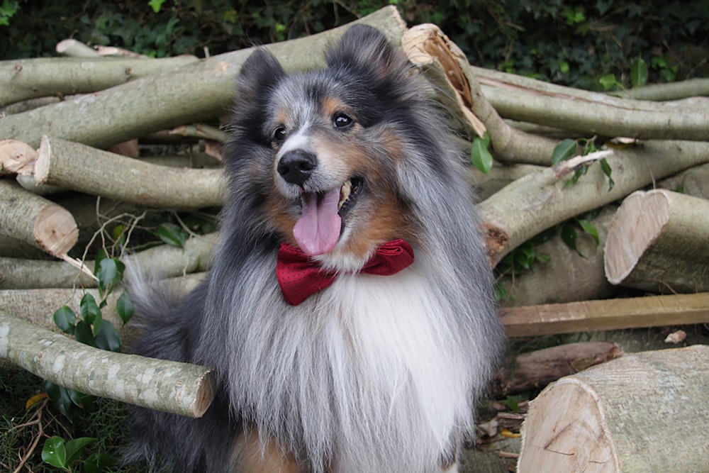 black white and brown long coated dog