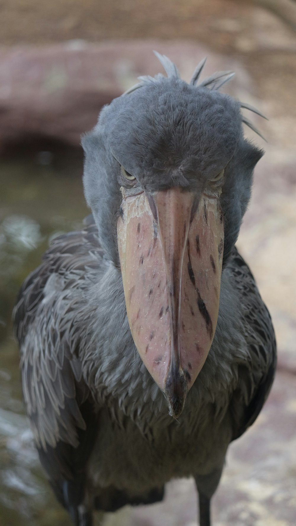 gray pelican on body of water during daytime