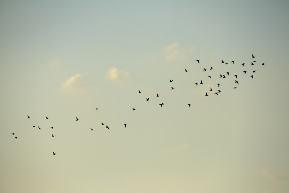 flock of birds flying under blue sky during daytime