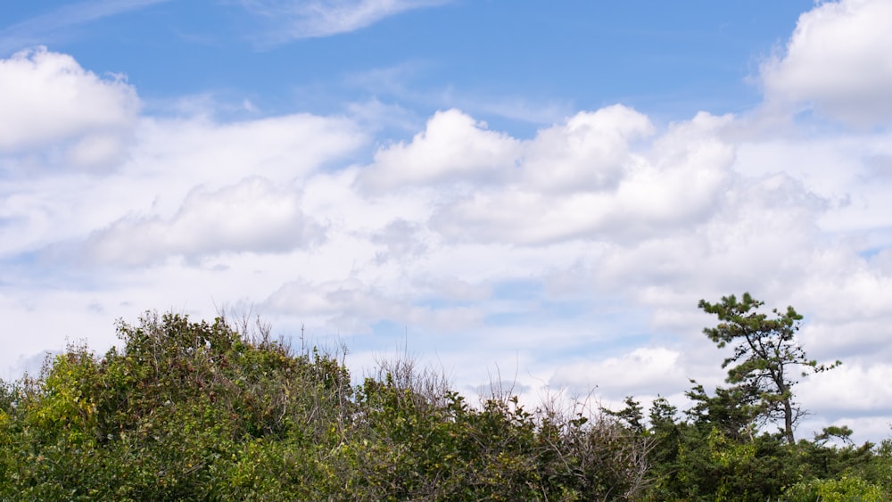 grama verde e árvores sob nuvens brancas e céu azul durante o dia