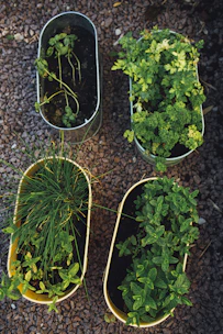 A person happily planting medicinal herbs in a small home garden.
