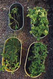 A vibrant herb garden with various plants growing in neat rows under sunlight.
