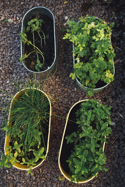 A person happily planting medicinal herbs in a small home garden.