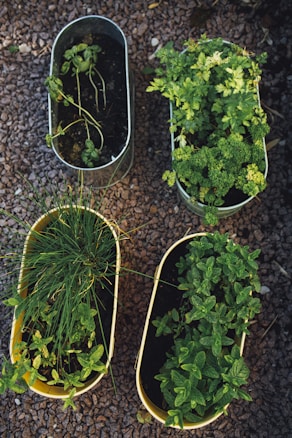 Several herbs are growing in four separate rectangular planters on a gravel surface. The plants appear healthy and vibrant with various shades of green leaves. The planters are neatly arranged in a grid-like pattern.