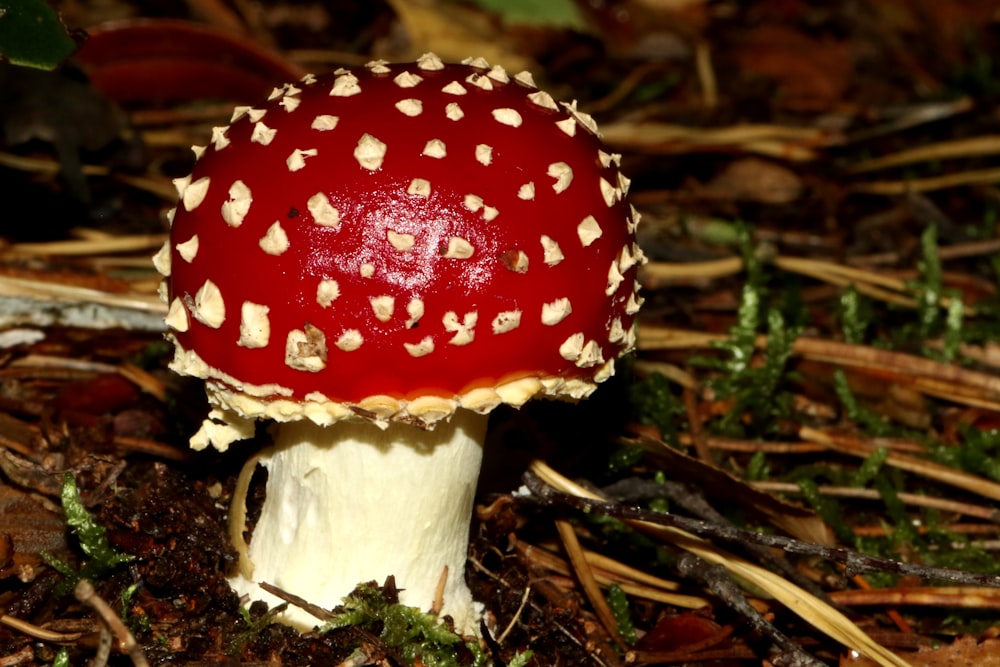 red and white mushroom on ground