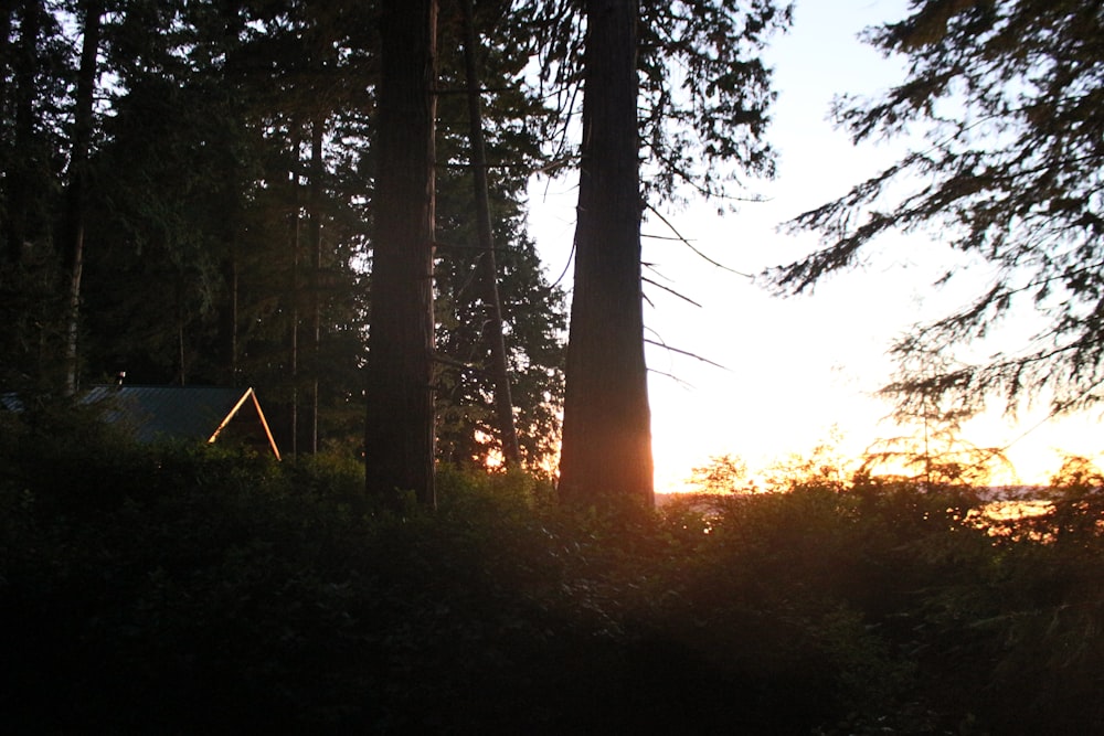 silhouette of trees during sunset