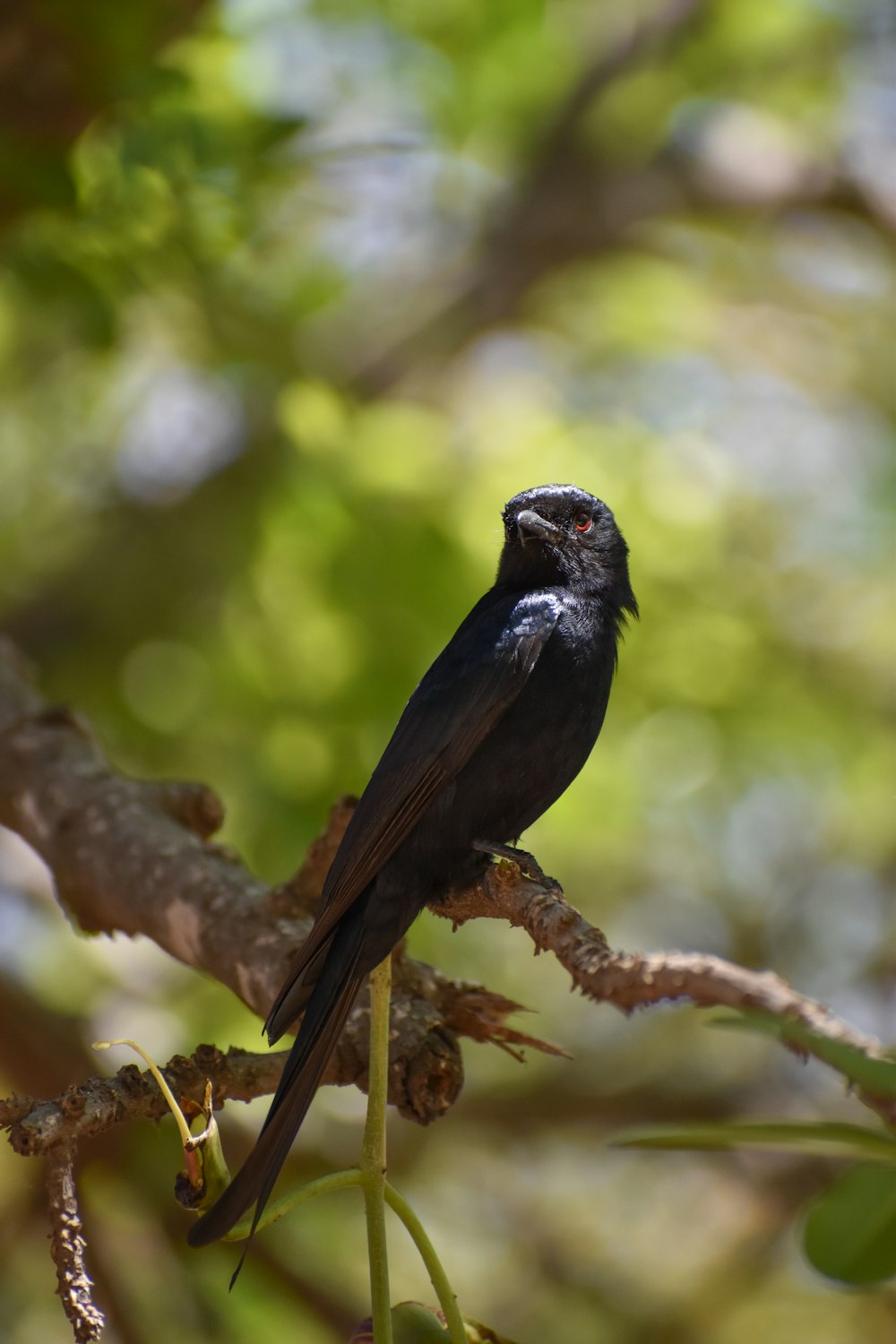 pájaro negro en la rama de un árbol marrón durante el día