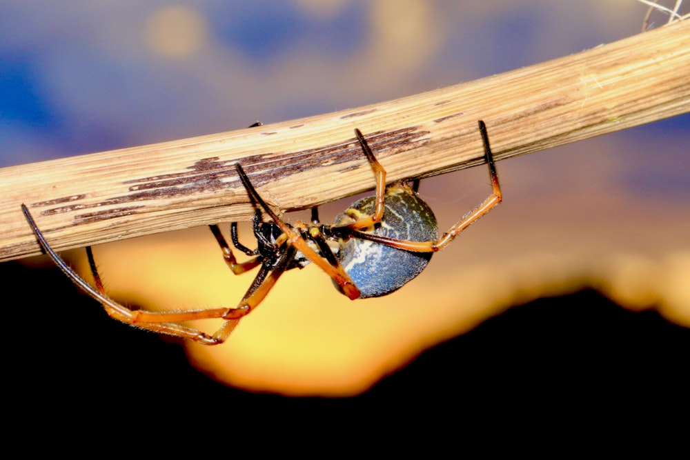 black and brown spider on brown wooden stick