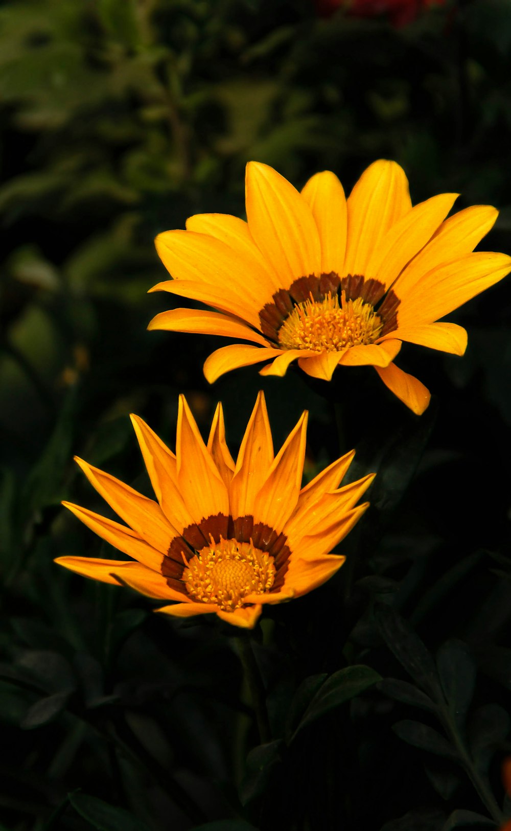 yellow sunflower in close up photography