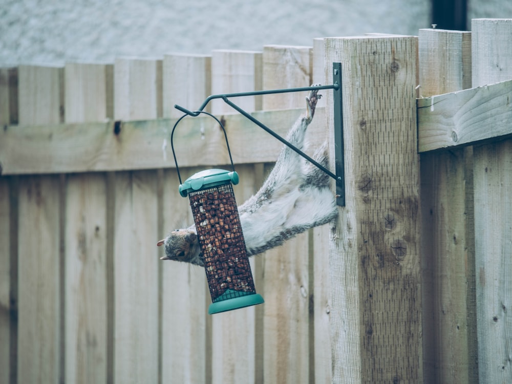 blue and white bird on brown wooden bird feeder