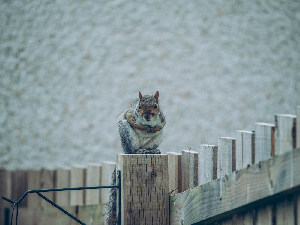 brown tabby cat on wooden fence during daytime