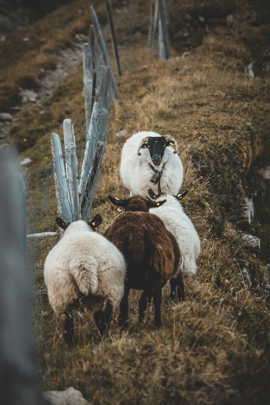 white sheep on brown grass field during daytime