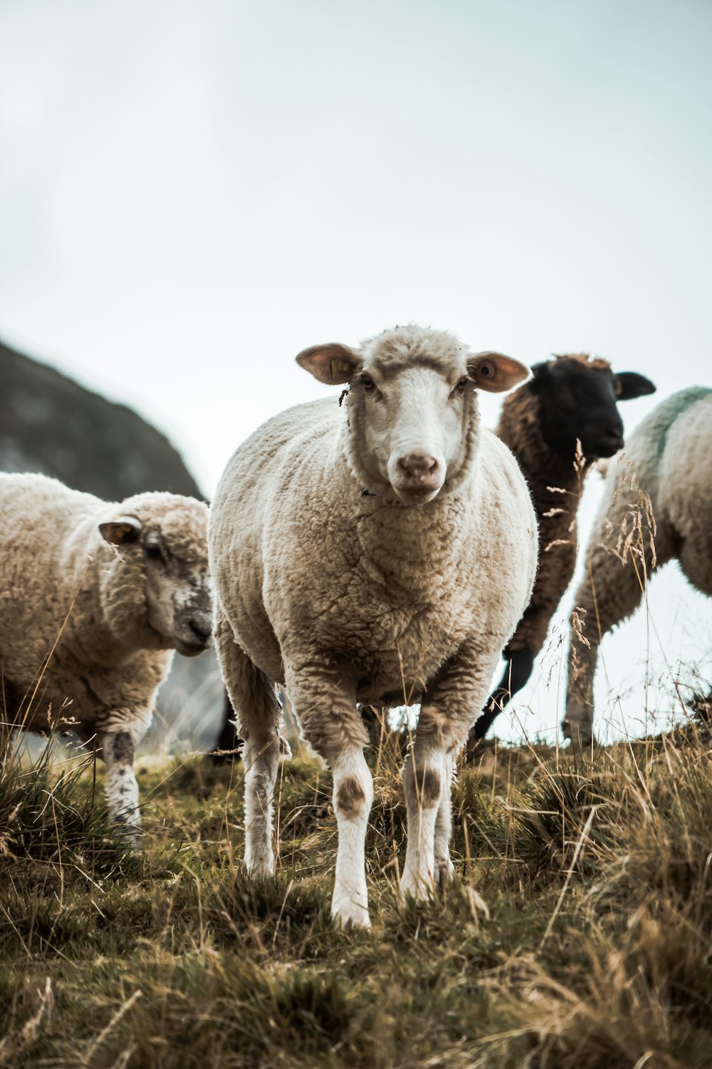 herd of sheep on green grass during daytime