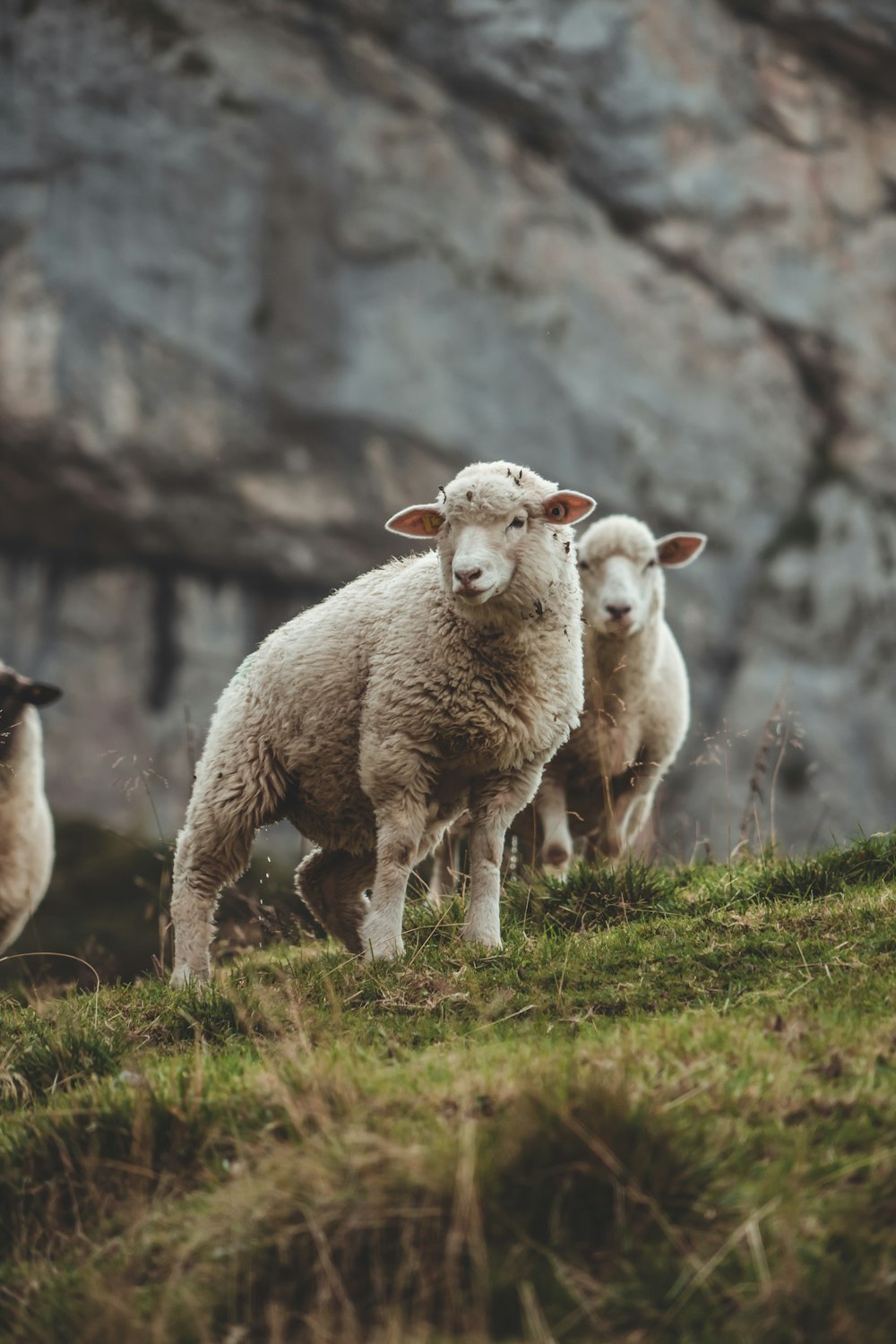 white sheep on green grass during daytime