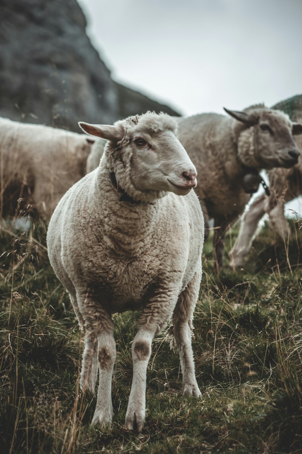 white sheep on green grass during daytime