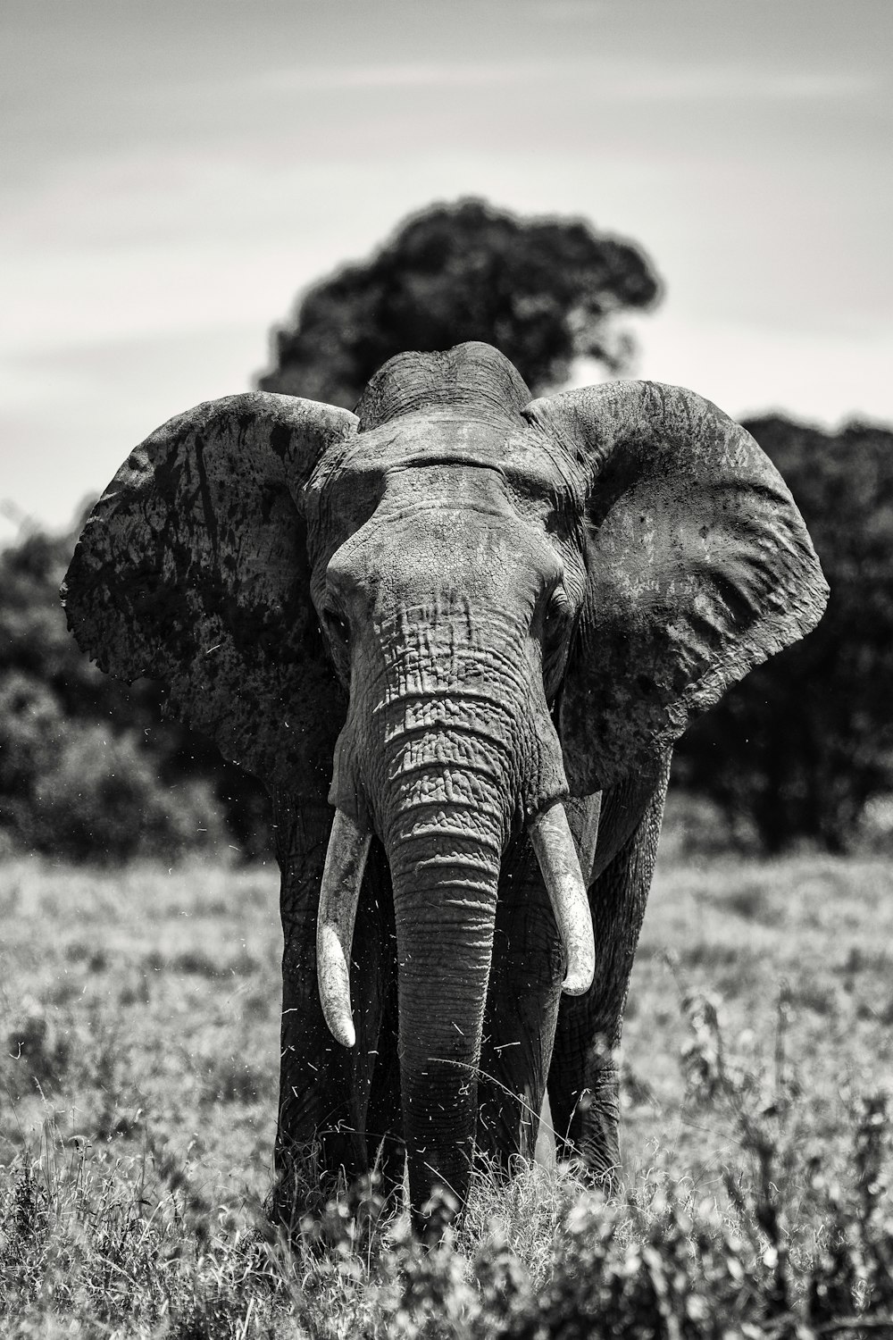 Foto en escala de grises de elefante en campo de hierba