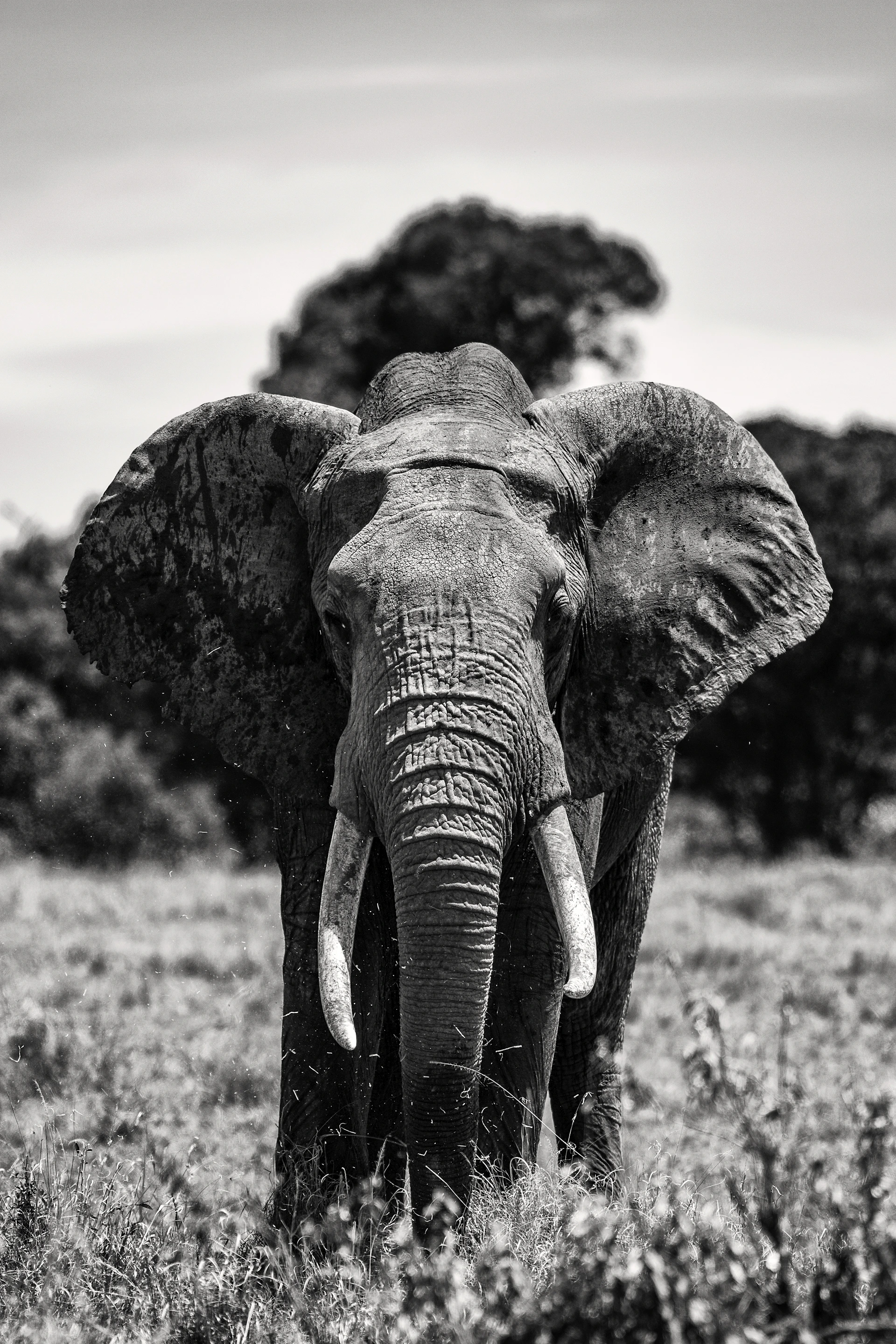 grayscale photo of elephant on grass field