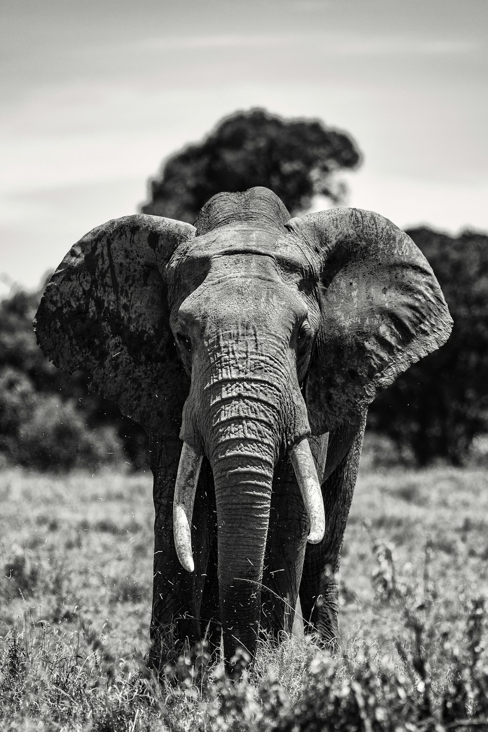 Photo en niveaux de gris d’éléphant sur un champ d’herbe