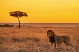 A majestic lion resting under a golden acacia tree at sunset in the Kenyan savannah.