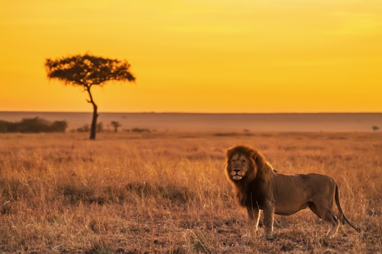 A majestic lion stands in the foreground of a vast savanna landscape at sunset. The sky is illuminated in shades of orange and yellow, casting a warm glow over the dry grass. A solitary tree with a sparse canopy is visible in the background.