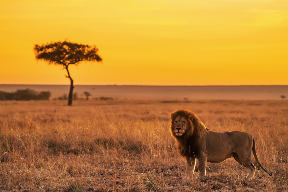 lion sur le champ d’herbe brune pendant la journée