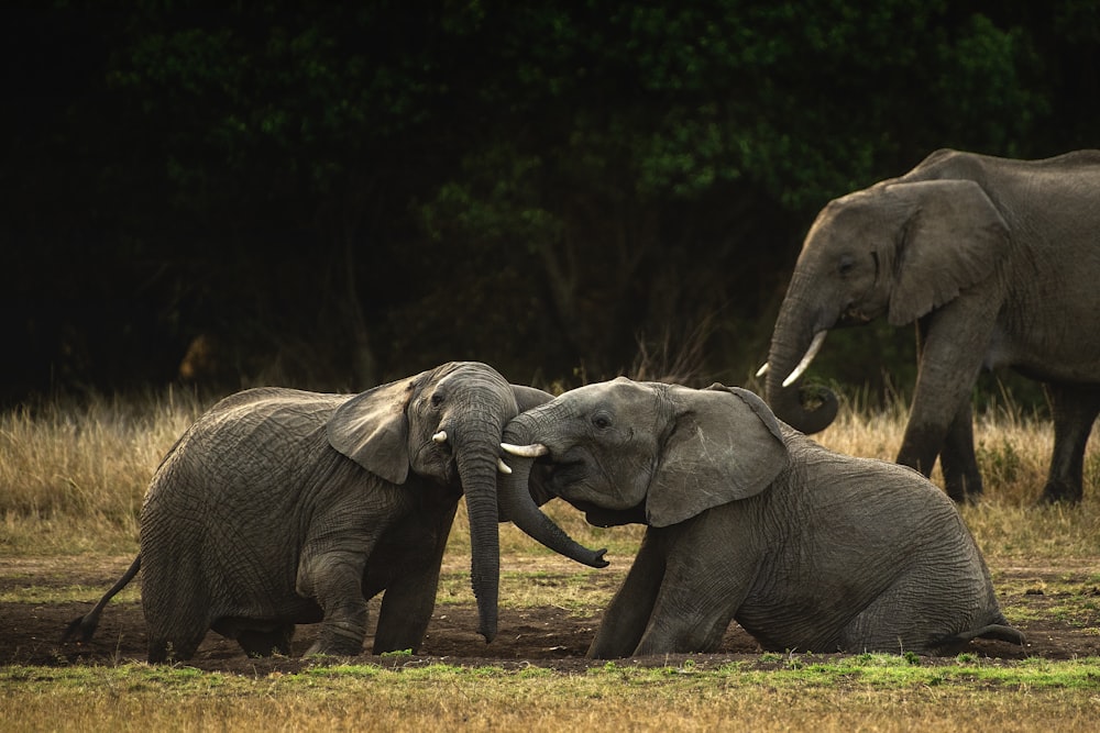 gray elephant walking on brown grass field during daytime