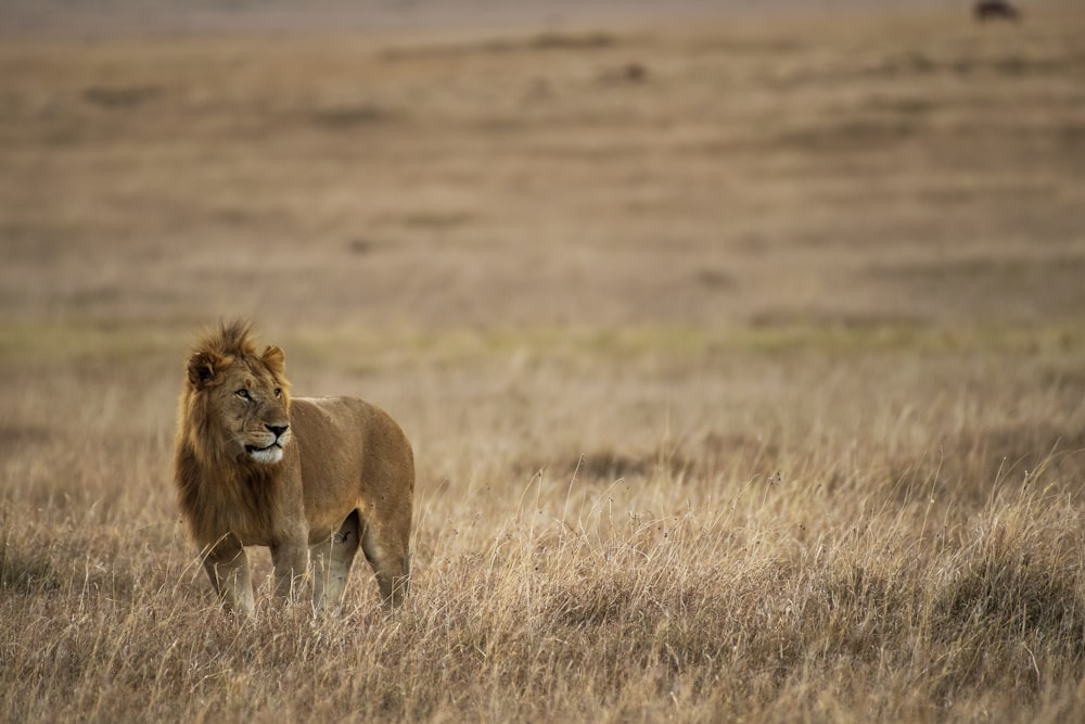 brown lion on brown grass field during daytime