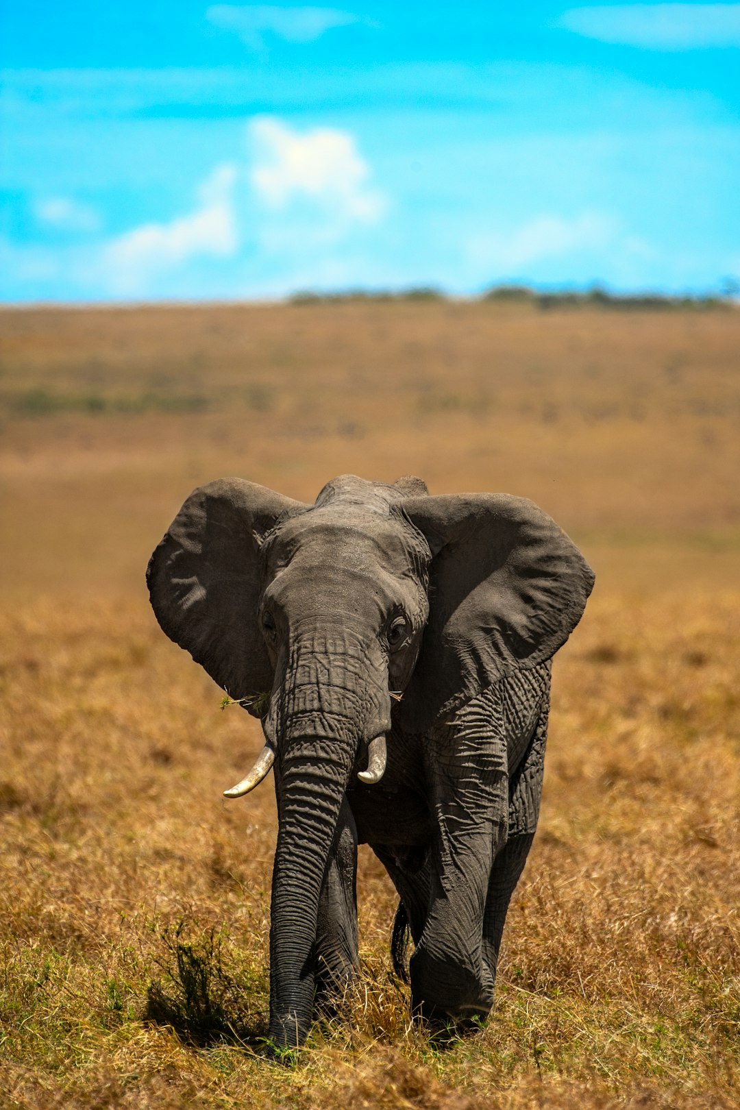 black elephant on brown grass field during daytime