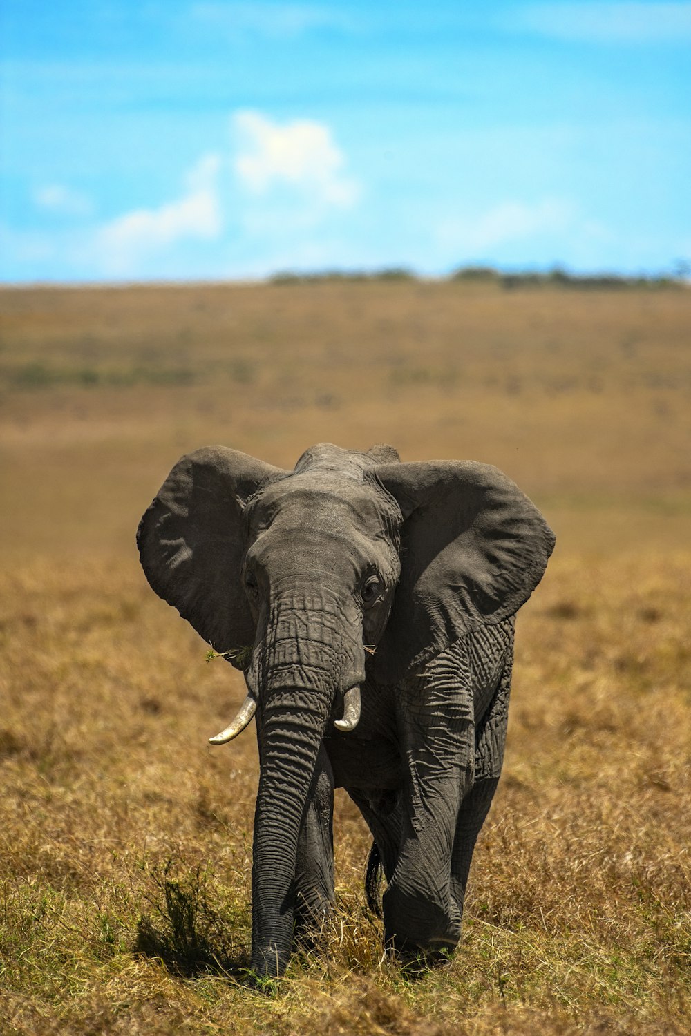 black elephant on brown grass field during daytime