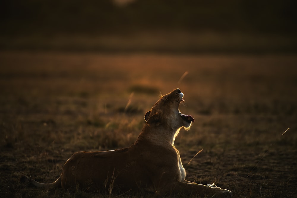 brown lioness lying on brown grass during daytime