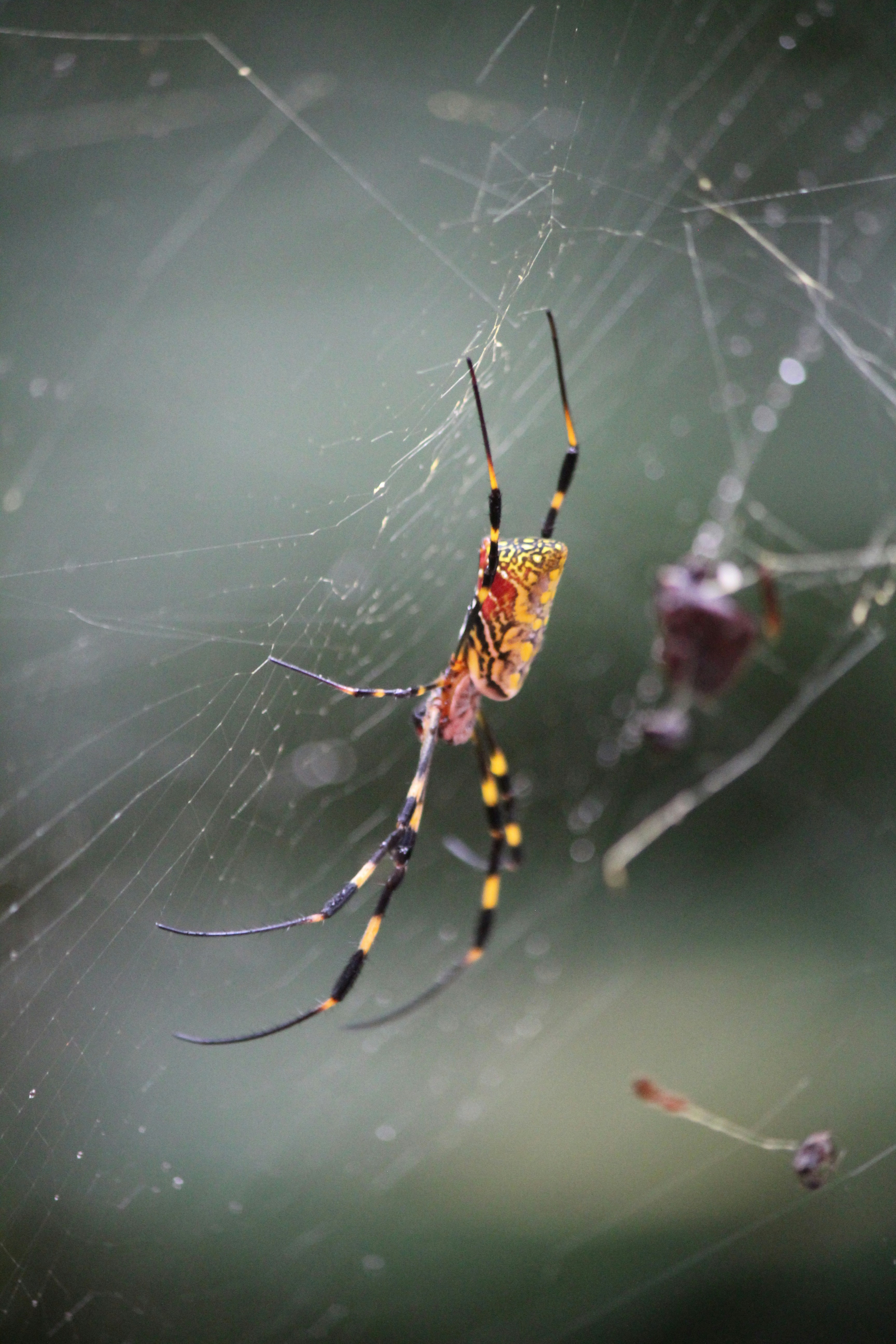 Photo by nicolashung