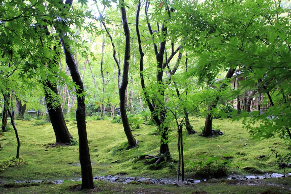 green trees on green grass field during daytime