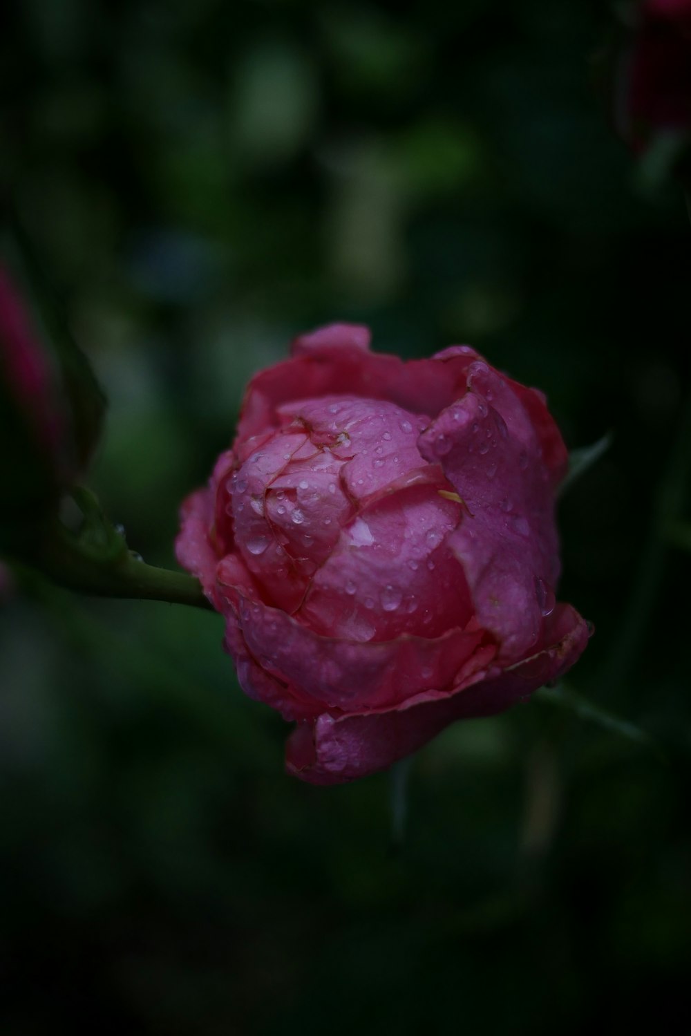 pink rose in bloom during daytime