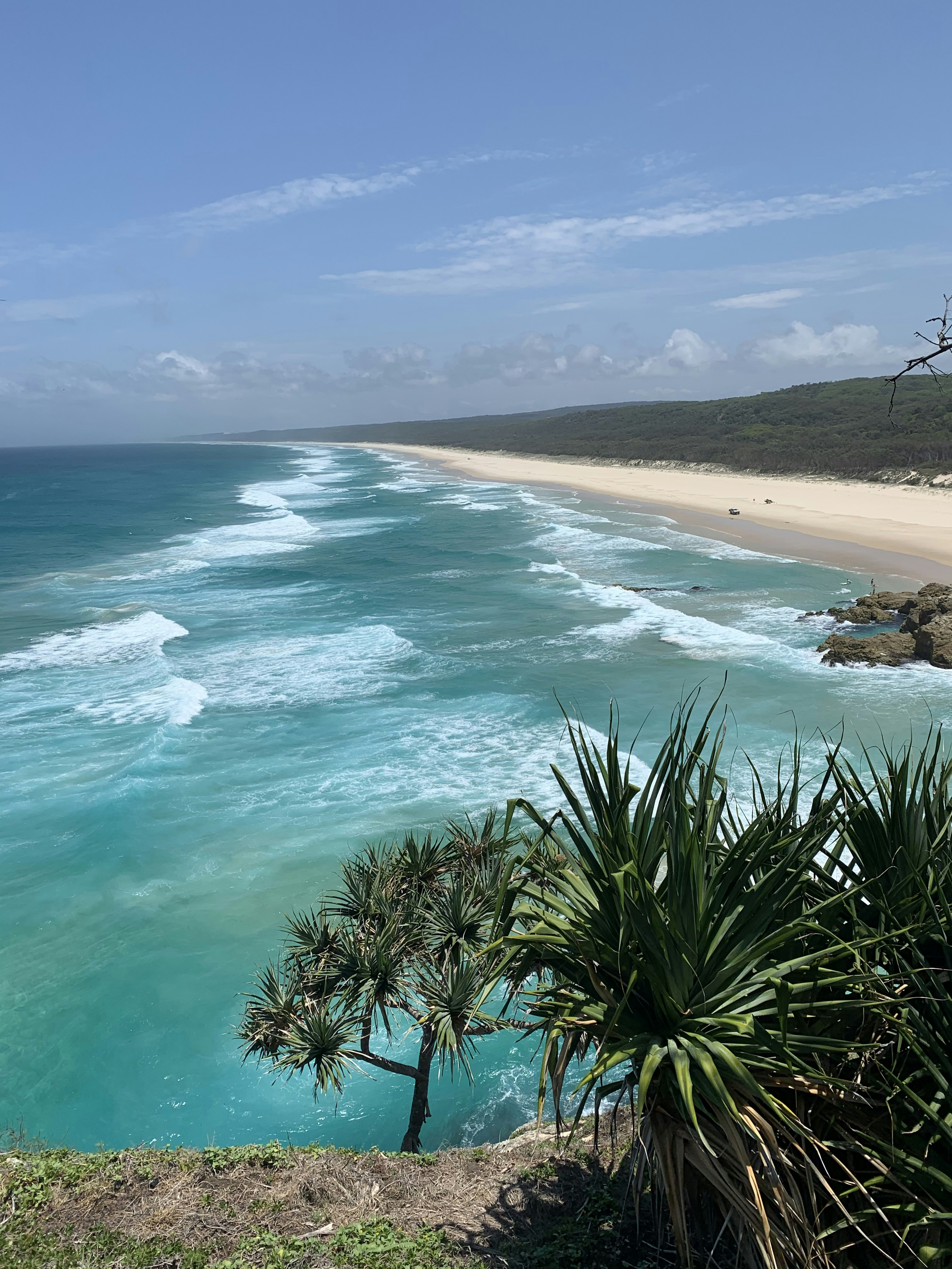 green palm tree near body of water during daytime