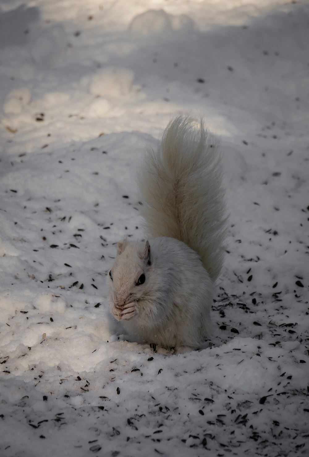 white rabbit on white snow