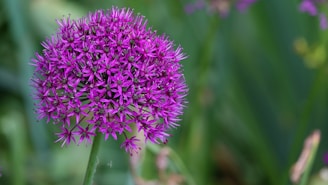 purple flower in macro lens