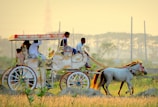 people riding on horse carriage during daytime