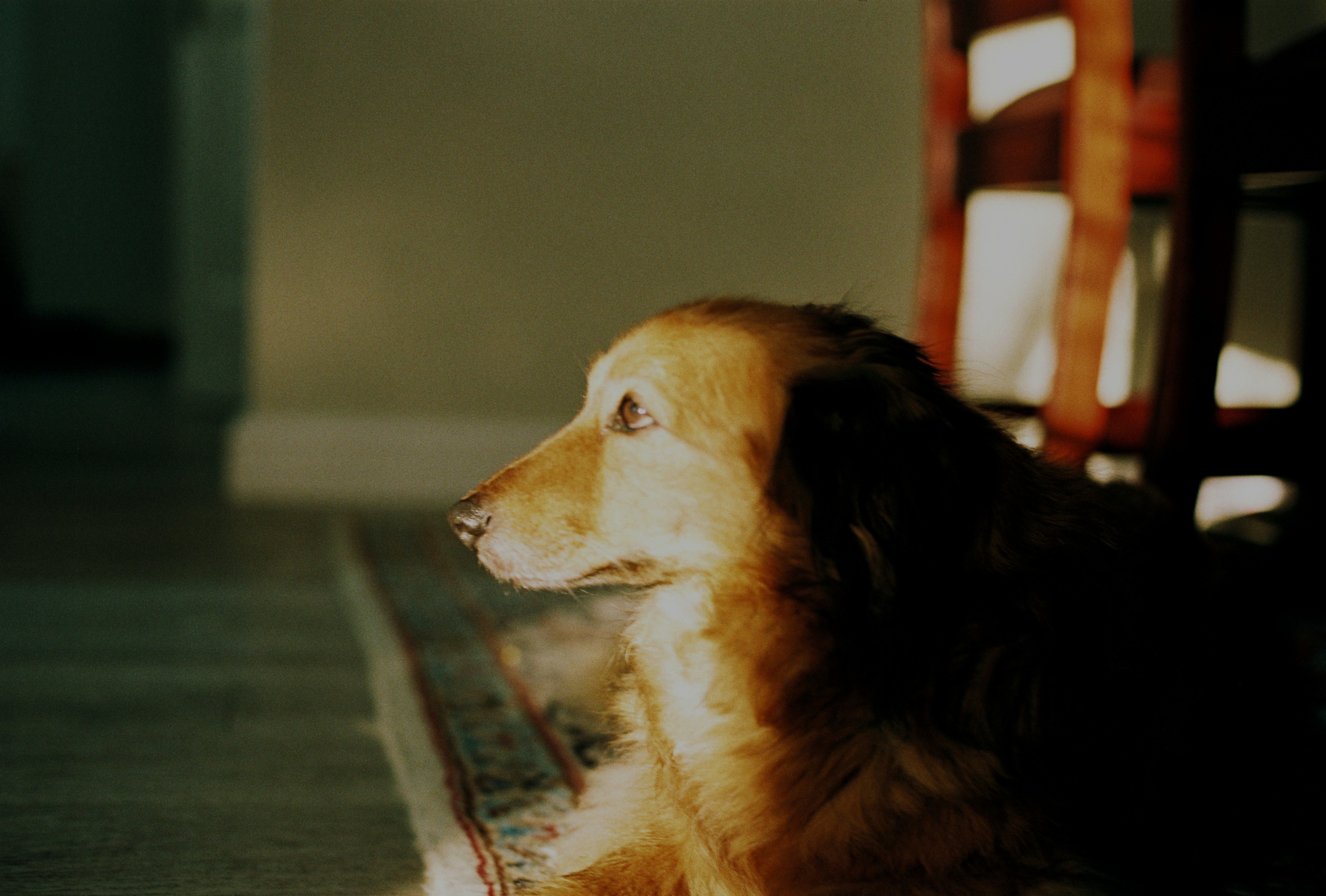 Cozy Whippet Sweater