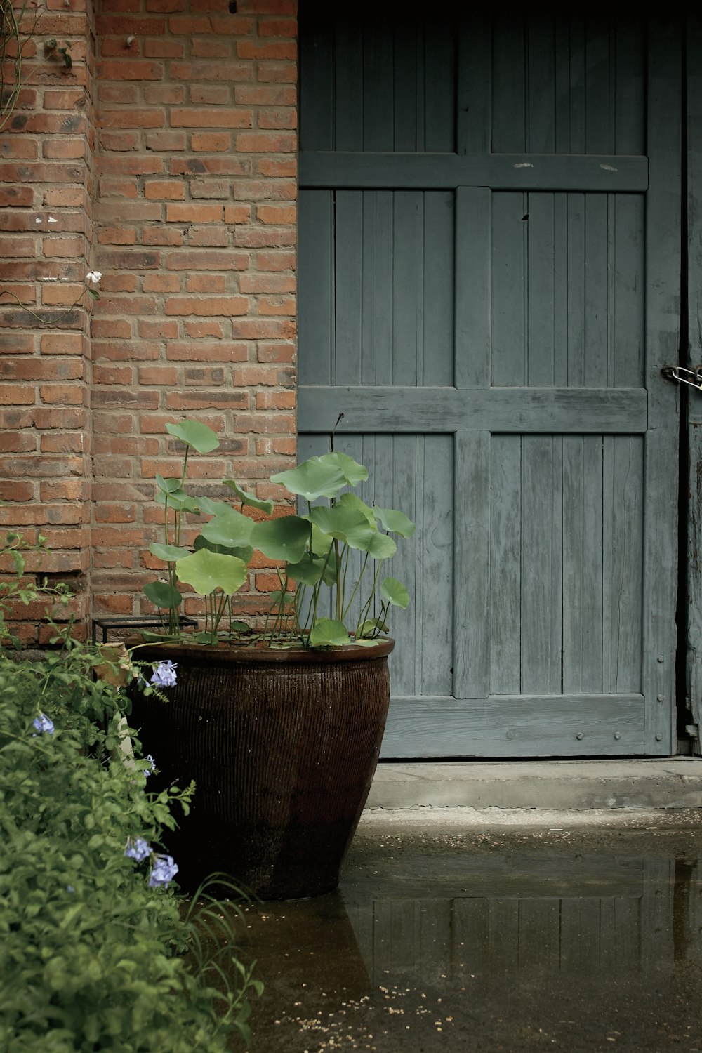 green plant on brown clay pot