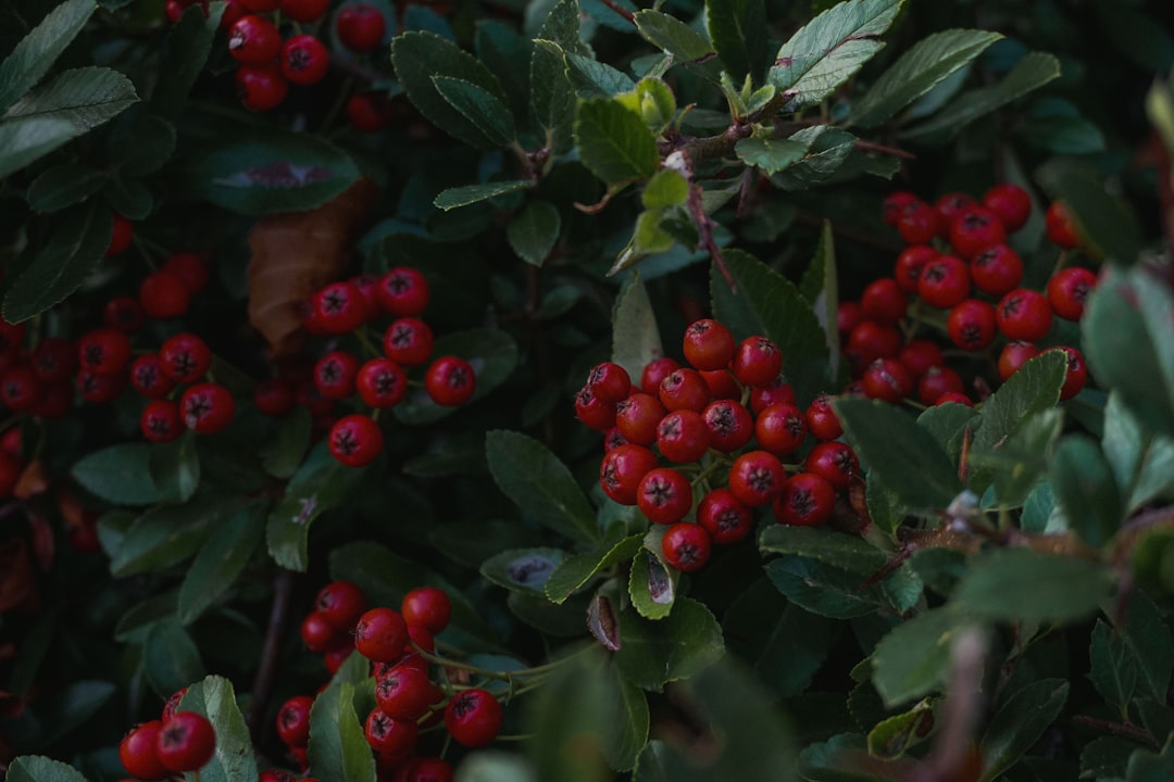 red round fruits on green leaves