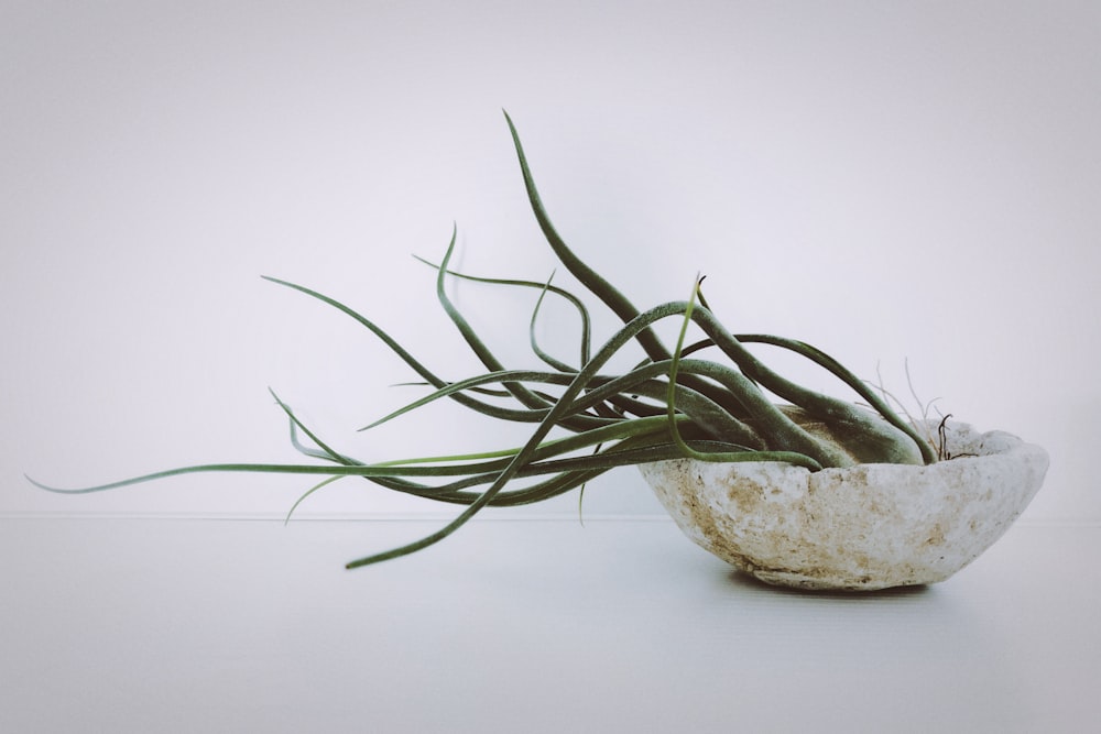 green plant on white ceramic pot