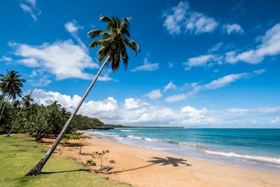 Beautiful sandy beach near Santa Marta with clear blue water and palm trees.