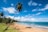 coconut tree on beach shore during daytime