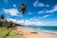 coconut tree on beach shore during daytime