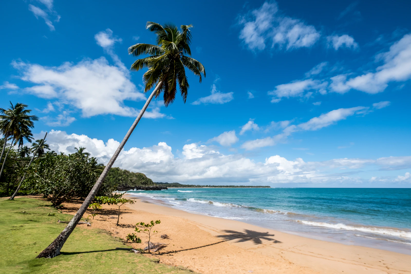 A leaning coconut palm over flat water