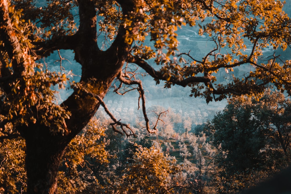 brown and green trees near body of water during daytime