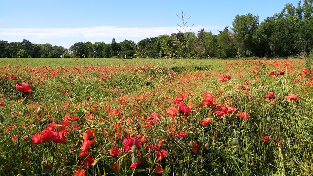 red flower field during daytime